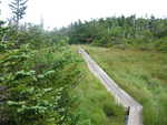 Boardwalks over swampy areas