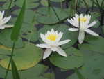 Lilies on the water