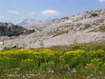 Wildflowers with mountains and blue sky in the background