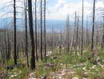 The burned trees when they were not falling on me