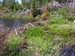 Beaver Dam