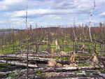 Burned out trees