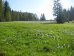 A flowery meadow in the woods