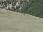 A herd of around 50 elk