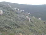 Sheep grazing along the divide