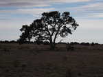 A lonely tree in New Mexico