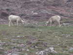 Mountain goats near the top of Redgap Pass
