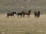 Wild horses in the Basin