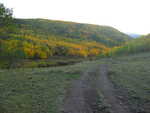 Near sunset, the 4WD trail leading into trees changing color