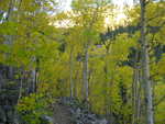 Color changing Aspen forest