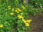 Yellow flowers along the trail