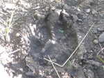 A paw print of animal I would not want to meet in the middle of the night
