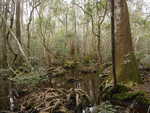 Bradwell Bay Swamp