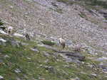 Mountain Goats