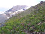 Shrubs growing on the side of the mountain