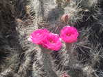 A cactus blooming pink flowers