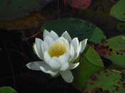 A water lilly