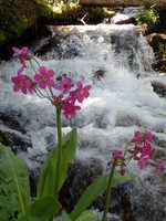 Flowers in front of a stream