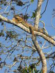 An iguana sunning in a tree