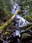 Water runoff with a mossy log