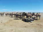A herd of camels waiting at the well for water. Camels were very common around the Gobi.