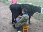 Our host milking the cattle. The milk was used for our meals
