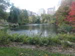 A lake in Central Park