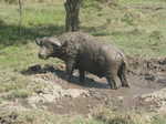 A buffalo after playing in the mud