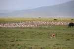 The plethora of animals along the shore of Lake Nakuru