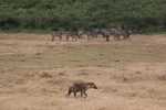 Hyena walking among zebras