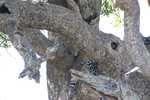 Leopard sleeping in a tree