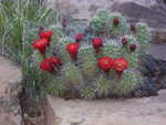 Blooming Cacti