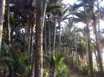 Palm trees along the coast