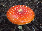 A mushroom along the track