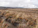 The tussock grasslands between Mt. Ngauruhoe and Mt. Ruapehu