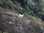 One of the many goats along the Whanganui River