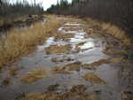 Copious water covering the trail that was not there the day before