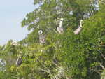 5 of the many pelicans in the tree