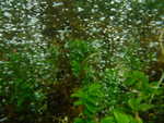 A stream of bubbles emerging from the base of these plants