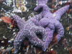 Starfish