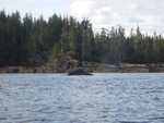 A whale in Behm Canal