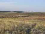 Herd of elk in Wind Cave National Park