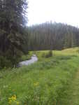 Meadow in the woods