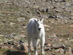 Mountain Goats