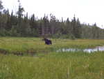 A moose