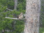 A chipmunk posing on a branch