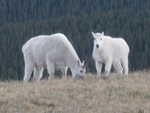 Mountain goat sharing the trail