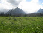 A meadow with mountains in the background