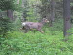 A deer running around camp near Pentagon Guard Station