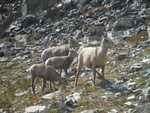 Mountain goats